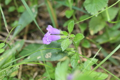 Clinopodium alpinum