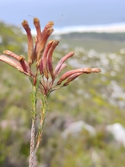 Erica fascicularis, photograph (c) Jeanette Clarke, some rights reserved (CC BY-SA)