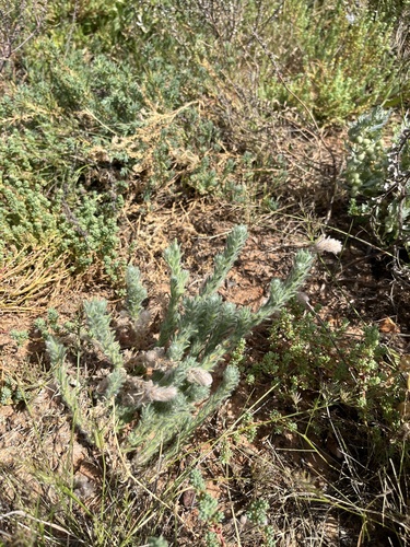 Sclerolaena brachyptera, 2026-09-25