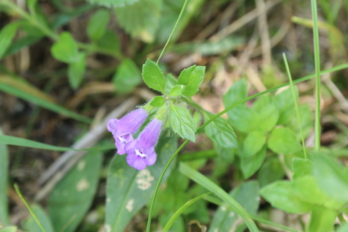 Clinopodium alpinum, photograph 1