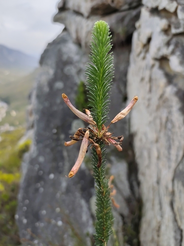 Erica fascicularis, photograph 3
