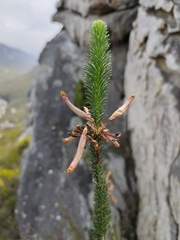 Erica fascicularis, photograph (c) Jeanette Clarke, some rights reserved (CC BY-SA)