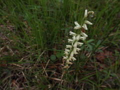 Spiranthes praecox