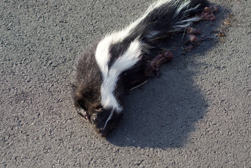 Striped Skunk