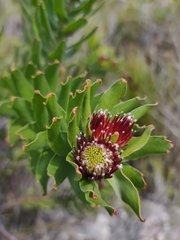 Leucospermum oleifolium