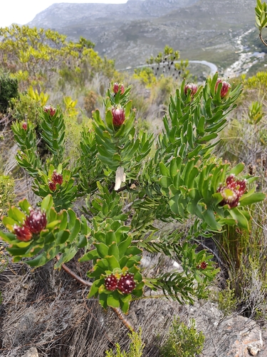 Leucospermum oleifolium, photograph 2
