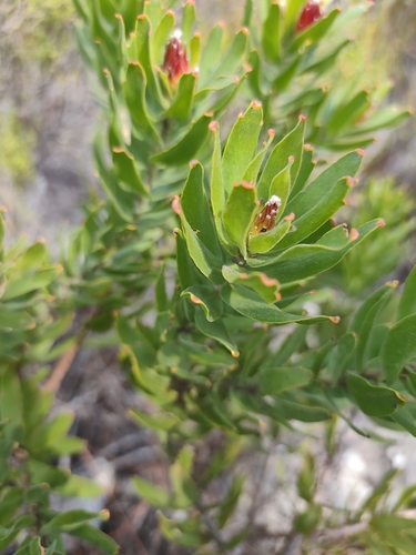 Leucospermum oleifolium, photograph 3