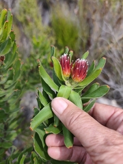 Leucospermum oleifolium, photograph (c) Jeanette Clarke, some rights reserved (CC BY-SA)
