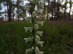 Spiranthes praecox