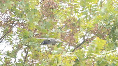 White-cheeked Starling