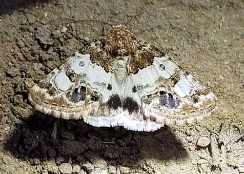 Schinia albafascia
