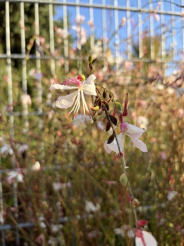 clockweed