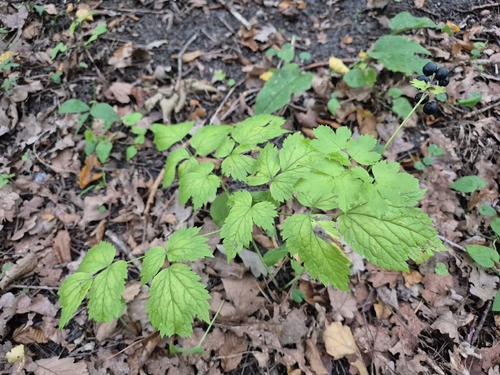 Actaea spicata, photograph 3