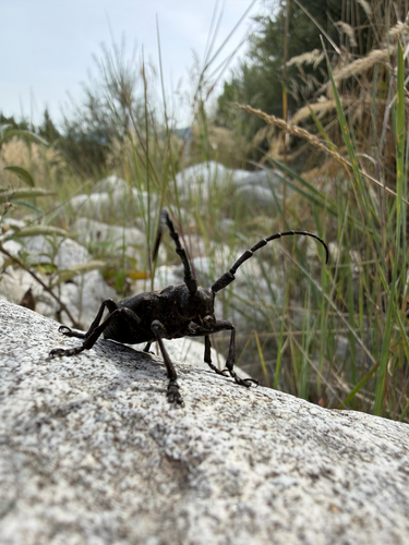Weaver beetle