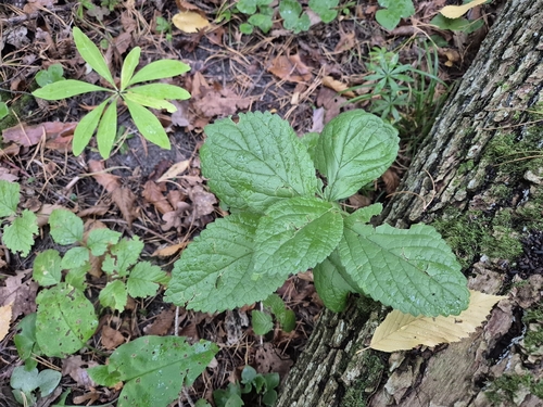 Melittis melissophyllum, photograph 1