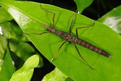 Neohirasea hongkongensis