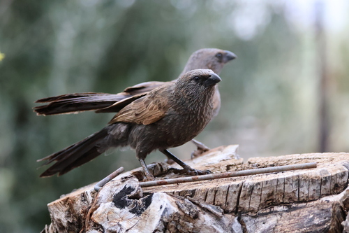 Apostlebird