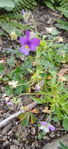 Wild Pansy