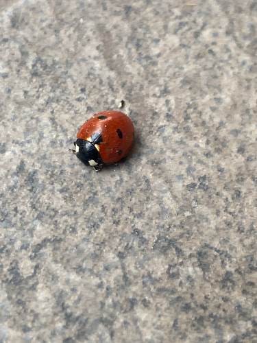 Seven-spotted Lady Beetle