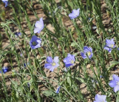 Linum pratense