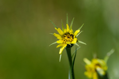 Tragopogon dubius, photograph (c) Daughter Dad, some rights reserved (CC BY)