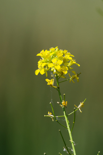 Sisymbrium loeselii, photograph 4