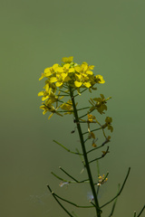 Sisymbrium loeselii, photograph (c) Daughter Dad, some rights reserved (CC BY)