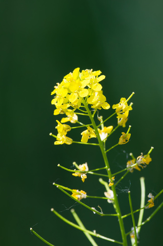 Sisymbrium loeselii, photograph 2