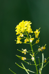 Sisymbrium loeselii, photograph (c) Daughter Dad, some rights reserved (CC BY)