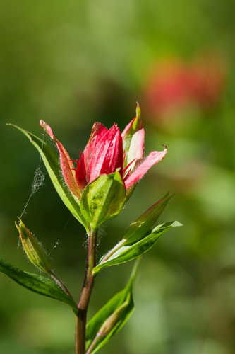 Castilleja miniata, photograph 3