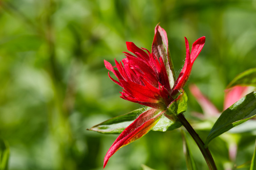 Castilleja miniata, photograph 2
