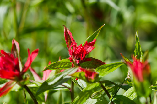 Castilleja miniata, photograph 1