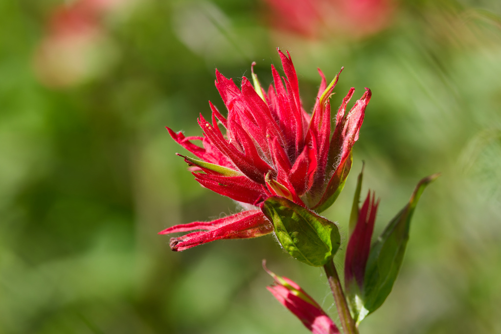Castilleja miniata; photograph (c) Daughter Dad, some rights reserved (CC BY)