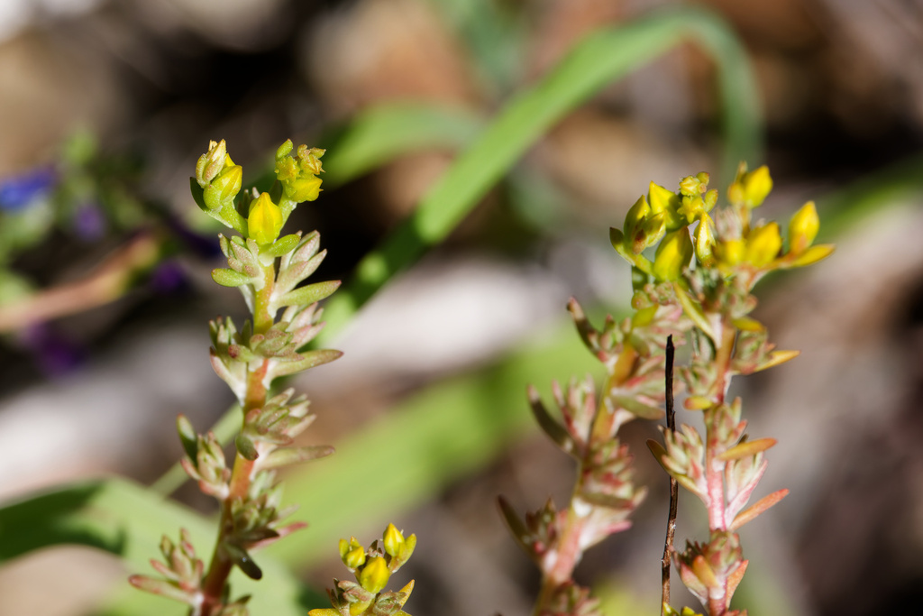 Sedum stenopetalum; photograph (c) Daughter Dad, some rights reserved (CC BY)