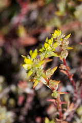 Sedum stenopetalum