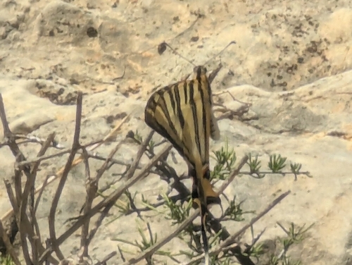Iberian Scarce Swallowtail
