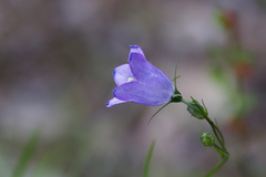 Campanula petiolata
