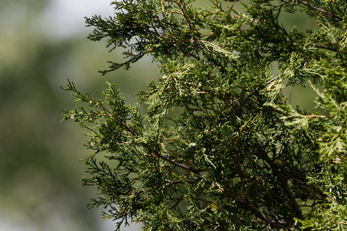 Juniperus scopulorum