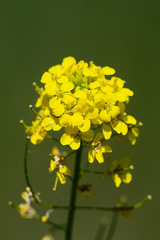 Sisymbrium loeselii