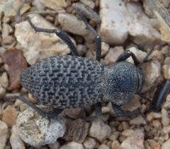 Cryptoglossa variolosa