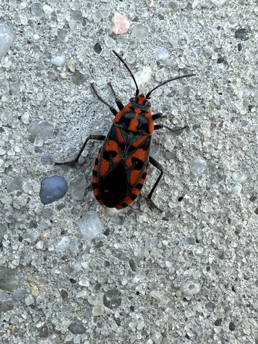 Spilostethus saxatilis