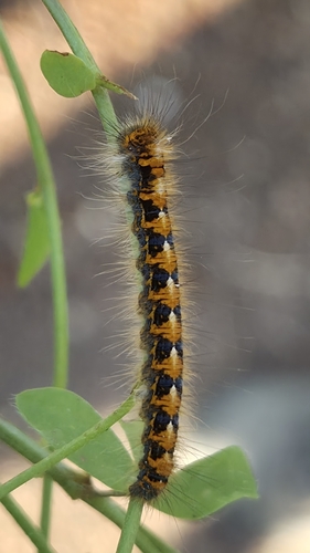 Oak Eggar