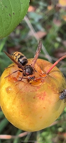 European Hornet
