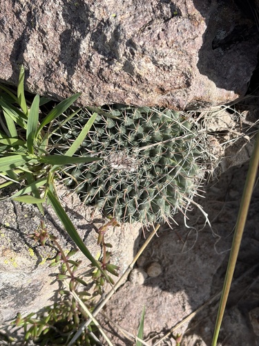 Mammillaria uncinata
