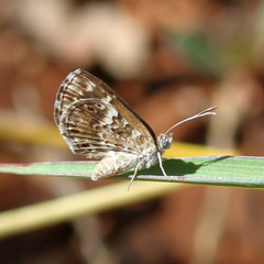 Aricoris signata
