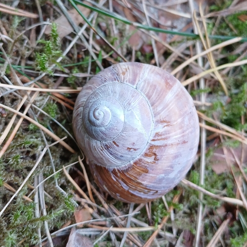 Roman Snail
