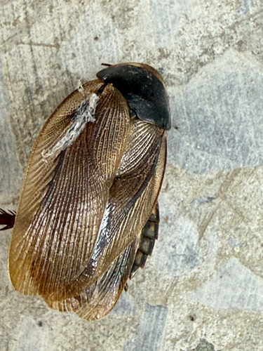 Surinam Cockroach