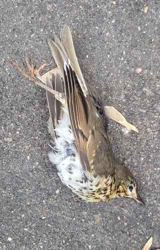 Song Thrush