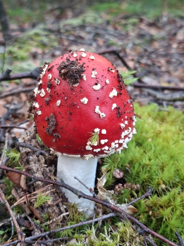 Fly Agaric