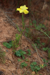 Moraea fugax, photograph (c) Tony Rebelo, some rights reserved (CC BY-SA)